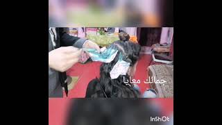 طريقه صبغ الشغر خصل بالبودرة الخضرة