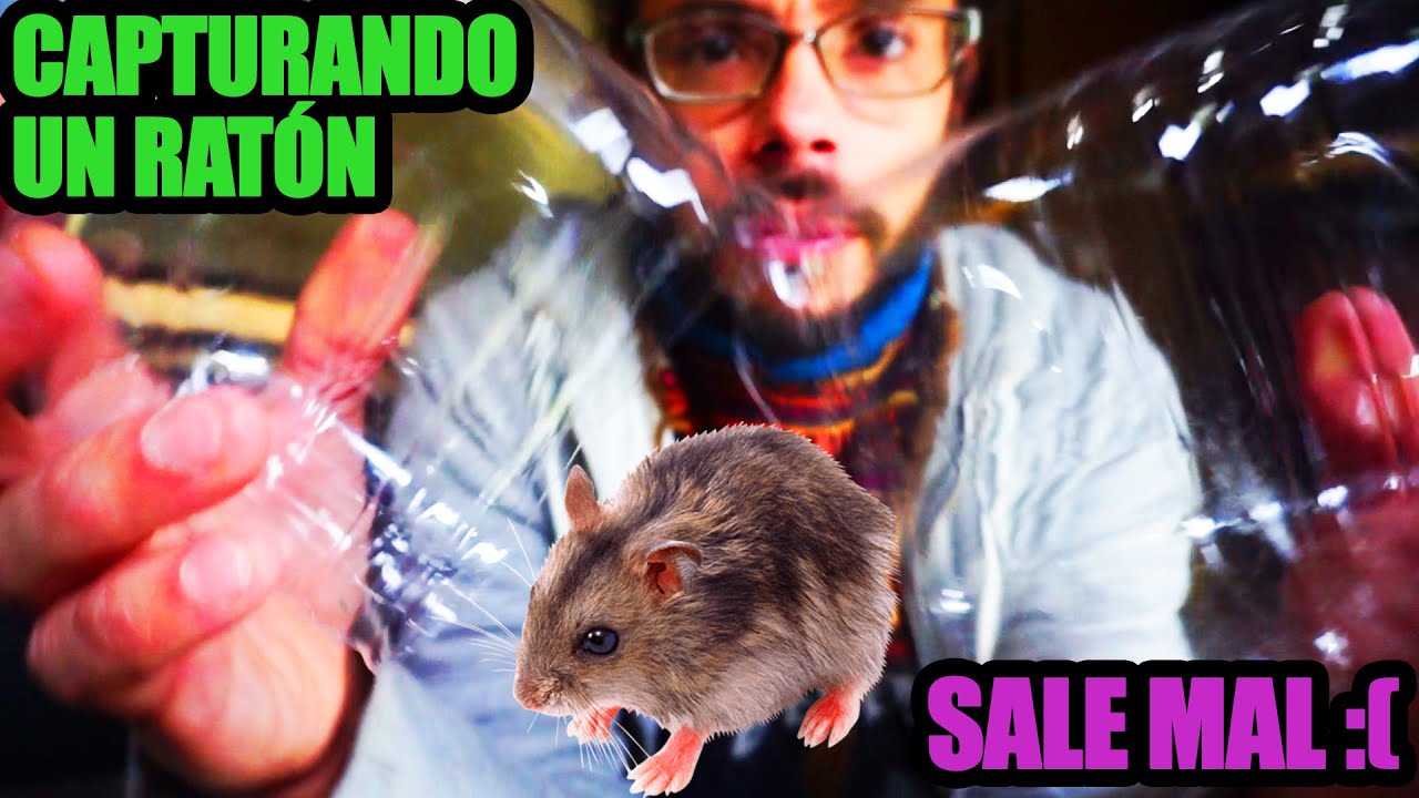 🚐#8 INTENTÉ CAPTURAR AL RATÓN🐭 Y PASO ESTO !!! - YouTube