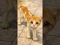 一度の出会いが変えた運命 #保護猫 #rescuecat #shorts
