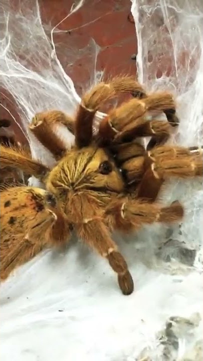 Feeding my old world tarantula (OBT)