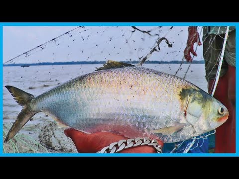 Video: Genom Af Tenualosa Ilisha Fra Floden Padma, Bangladesh