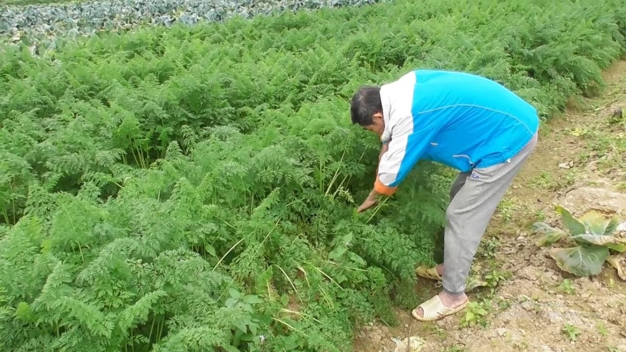 Preparing the soil, planting, and harvesting carrots with simple rural dishes