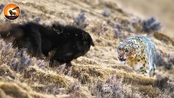 The Deadliest Predators of the Mountain Highlands Fight to Survive | Animal Documentary