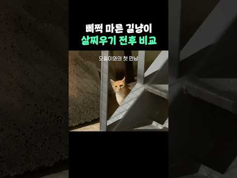 길고양이 동그랗게 <strong>살찌우기</strong>