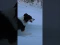 Plaisir d'hiver. Winter fun