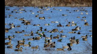 Spring Waterfowl