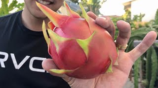 5 Tips to Know When It’s Time to Harvest Dragon Fruit