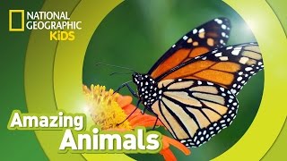 Monarch Butterfly | Amazing Animals screenshot 3