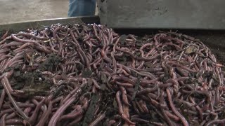 Retired Minnesota couple turns to farming worms