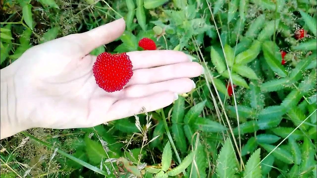 Тибетская малина в ландшафтном дизайне. Малина земляничная розолистная. Тибетская малина когда сажать. Тибетская малина. Тибетская малина когда сажать.