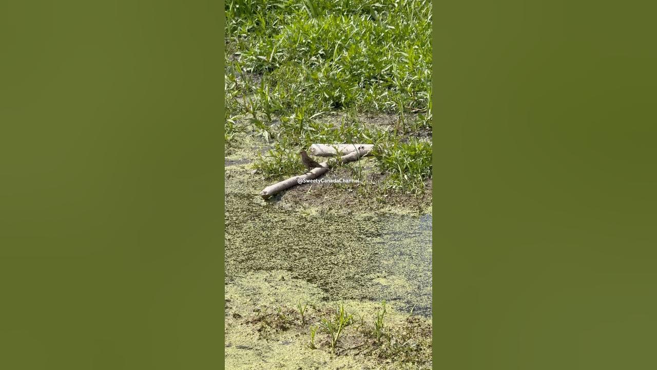 #vijaykanth #tamil #song #music #love #telugu #nature #travel #canada #lake #tamilsong #tamilnadu #vijaykanth #tamil #song #music #love #telugu #nature #travel #canada #lake #tamilsong #tamilnadu