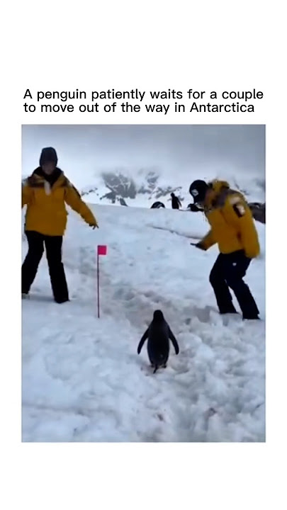 A penguin patiently waits for a couple to move out of the way in Antarctica #endsab #animals #fypp
