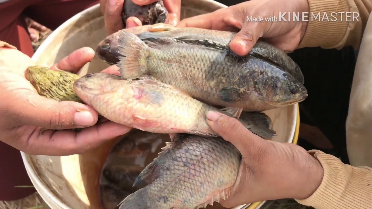 Dry season catching fish by mud /primitive/survival skill/world record