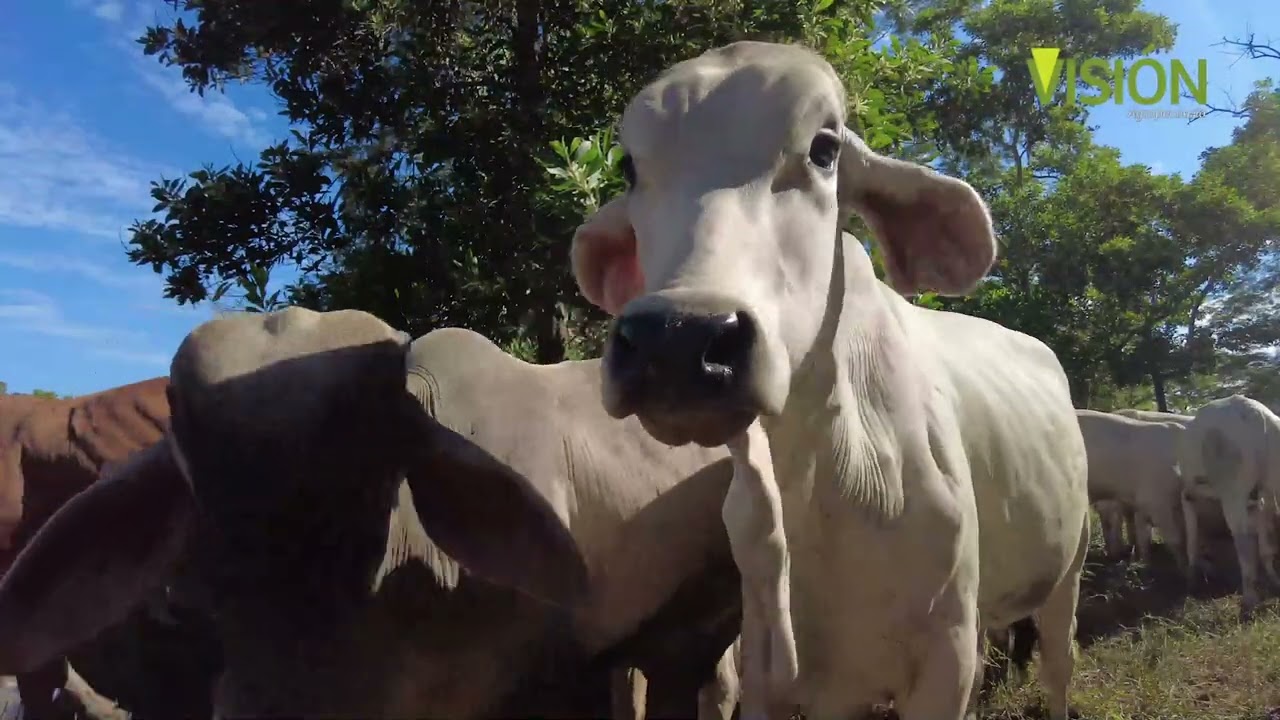 Pastoreo Racional Intensivo en Sistema de Levante de Terneros - #Ganadería La Grapa Montería Cordoba