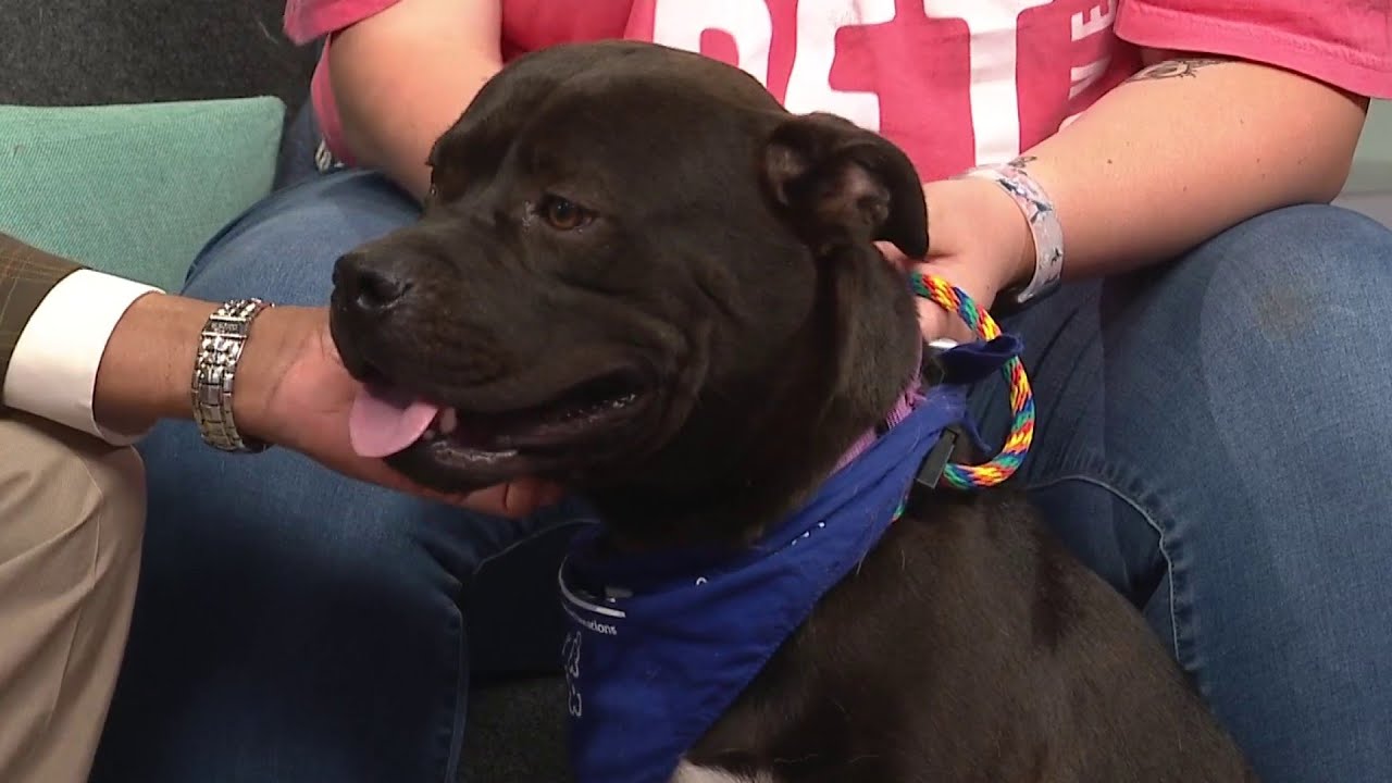 KPRC 2 Pet Project: Meet Benson, the sweet pup who loves ...