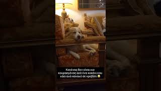 Κανένας δεν είναι πιο κουρασμένος από αυτόν 😂 #κατοικιδια