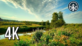 A beautiful video with birds singing by a calm summer river for relaxation and sleep. by Музыка Живой Природы 2,908 views 1 month ago 3 hours, 50 minutes