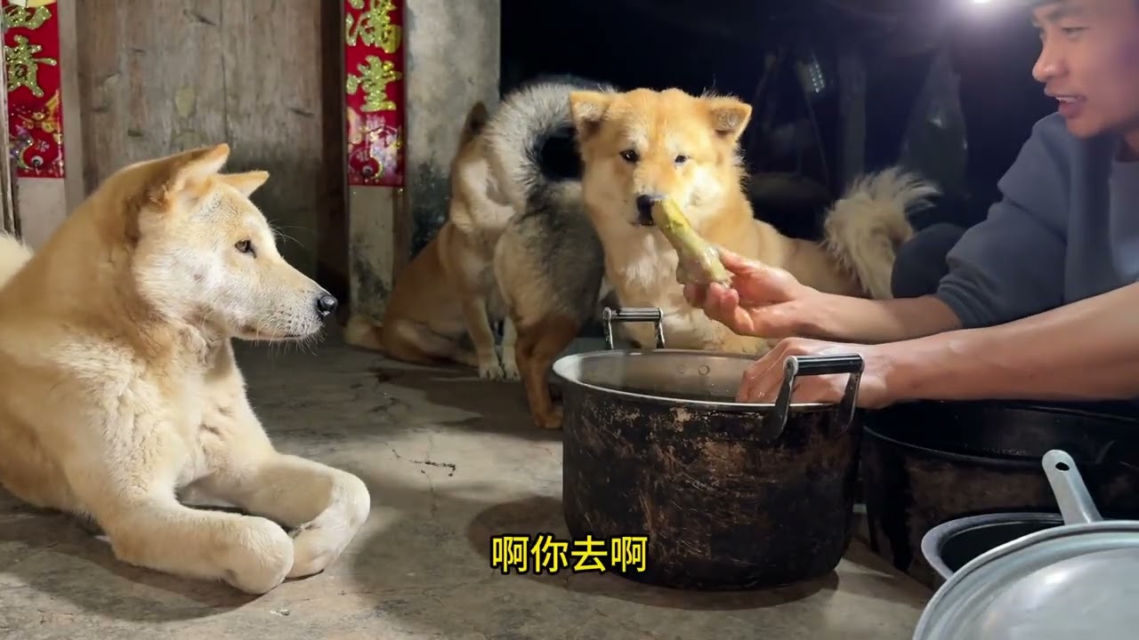 狗子：我没眼看了 #中华田园犬
