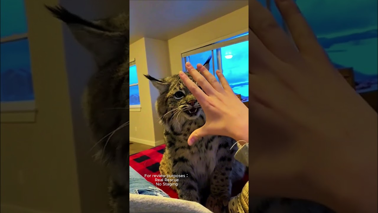 Rescuing a fierce cat and then.. #coloringapp #automobile #coloring #fox #arttherapy #pets