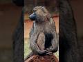 Baboon Quick Facts