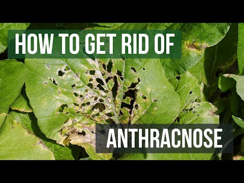 How to Get Rid of Anthracnose (Leaf Spot Fungi)