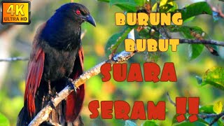 ✅ PEMILIK SUARA SERAM DALAM HUTAN || BURUNG BUBUT / BUT BUT