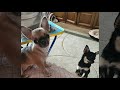 НАШИ КРАСОТКИ ЧИХУАХУА!