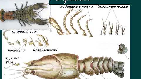 внешнее строение речного рака
