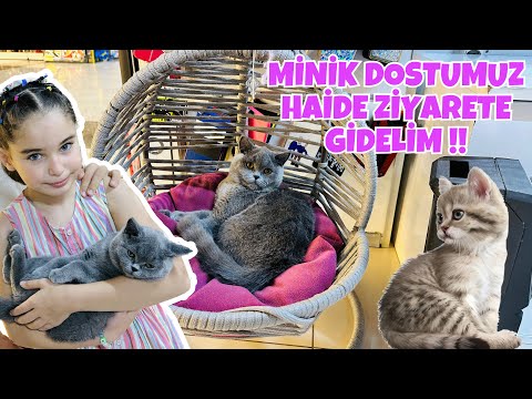 MİNİK DOSTUMUZ KEDİ HAİDE ZİYERETE GİTTİK !! BU KEDİ AŞIRI TATLI !!