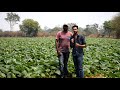 🥒 लौकी की खेती : गर्मी🔥 के दिनों में चलने वाली गर्म हवा 🌪️से कैसे बचे ? लौकी की खेती कब और कैसे करे?