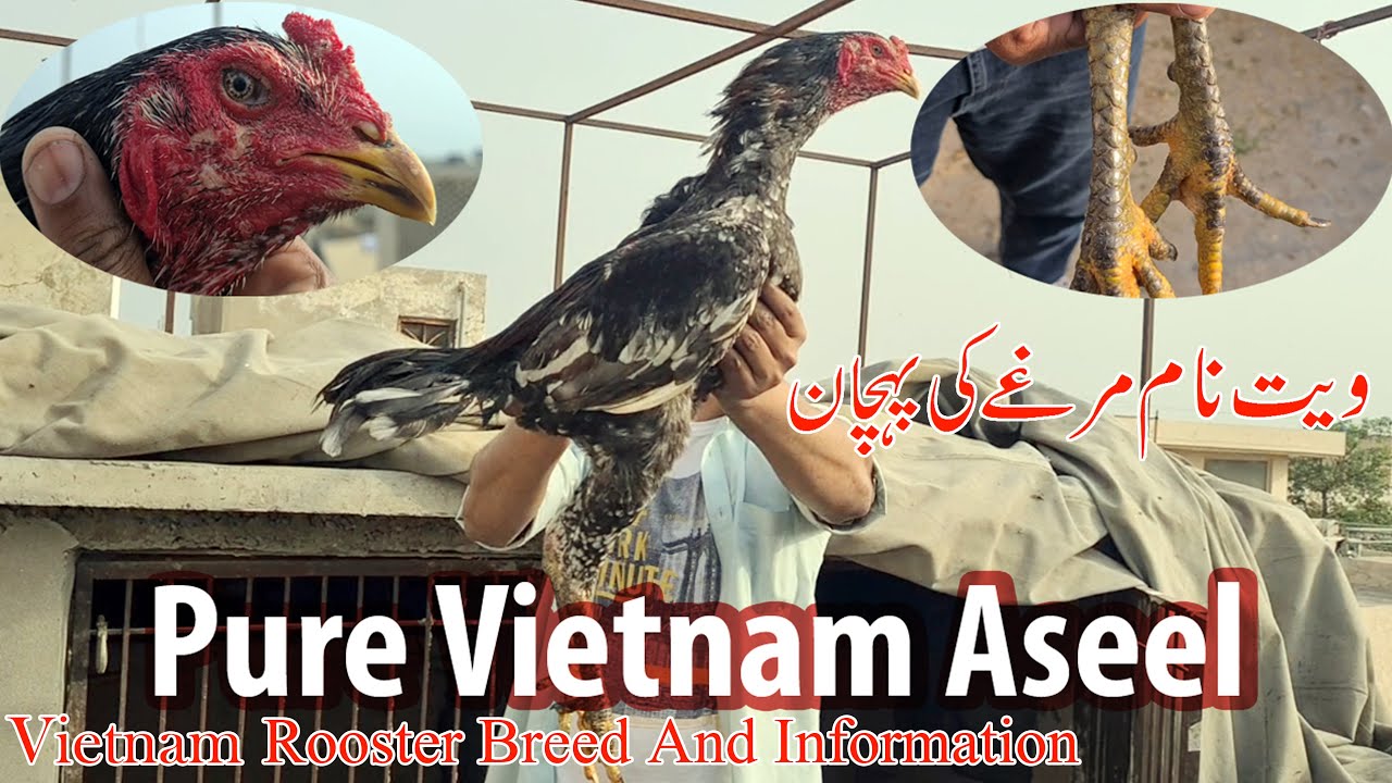 vietnam-aseel-lovers-rooster-youtube
