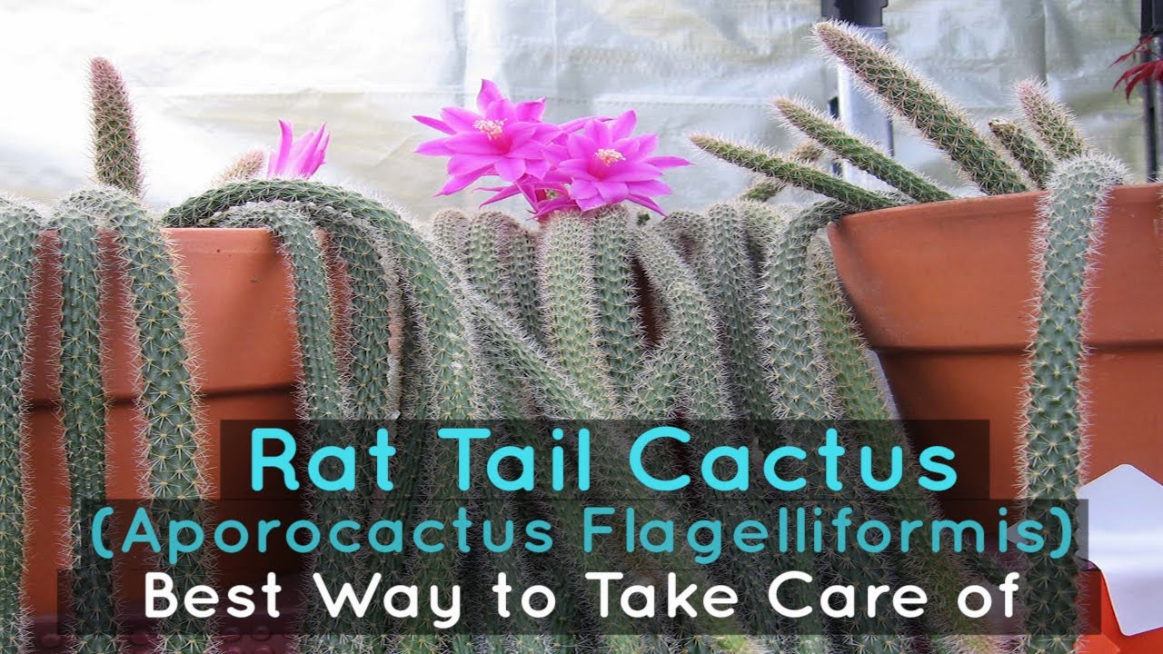 4 Golden Rat Tail Cactus Live Cactus 