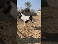 Fillyharsiddhi sireharshvardhangsiretufan horselover youtubeshorts explore studfarm
