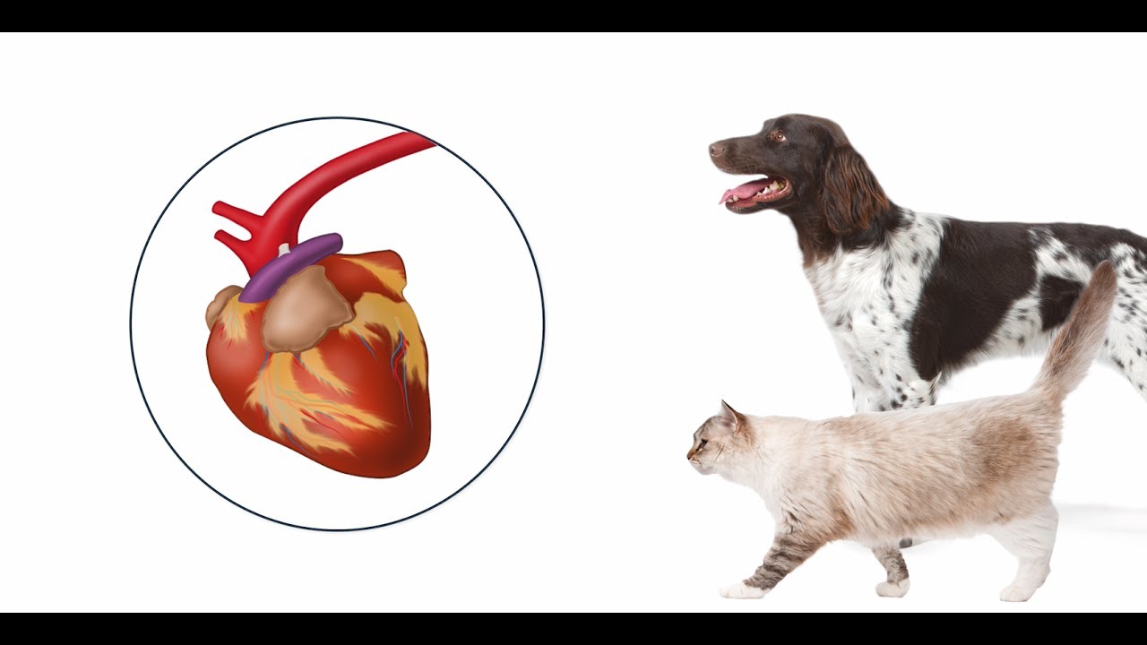 Hoeveel Hartslagen Per Minuut Heeft Mijn Hond?