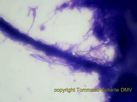 Video: Aspergillus Alliaceus là gì - Tìm hiểu về bệnh thối thân và cành trên cây xương rồng
