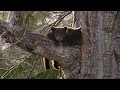 Black Bear Cubs Climbing Down Tree | Wild Alaska | BBC Earth