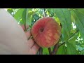 Успешное размножение персика.