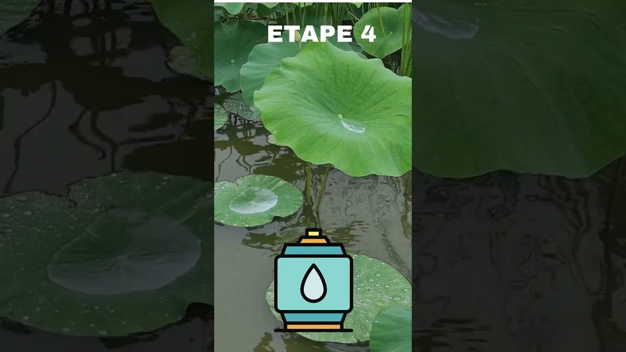 BASSin - Comment préparer ton bassin et tes carpes koï pour l’automne | Conseils essentiels koi