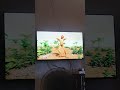 #viral #trending #explorepage #youtubeshorts