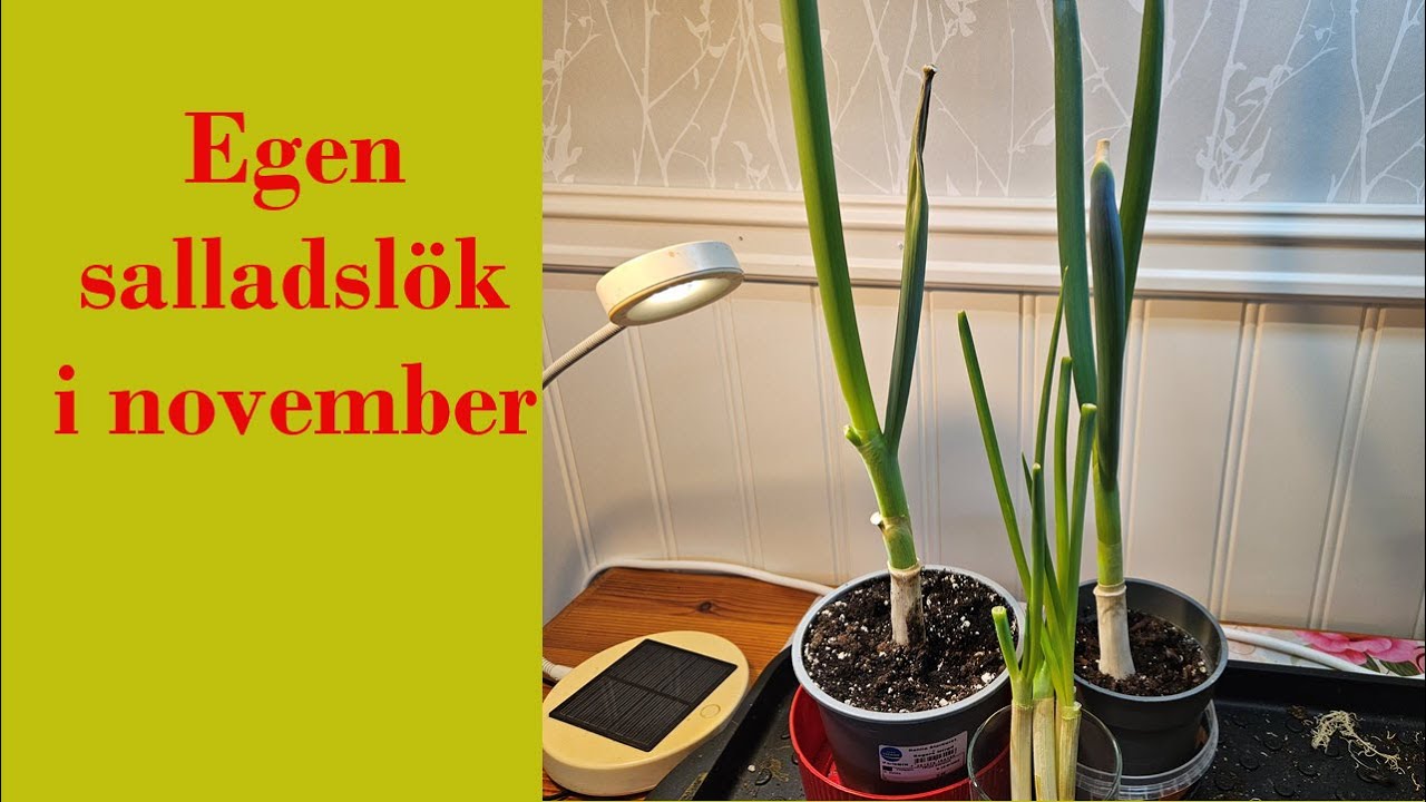 Egen salladslök i november