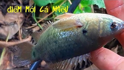 Câu cá rô đồng khu gần nhà vẫn còn cá khủng#youtube câu cá hóc môn