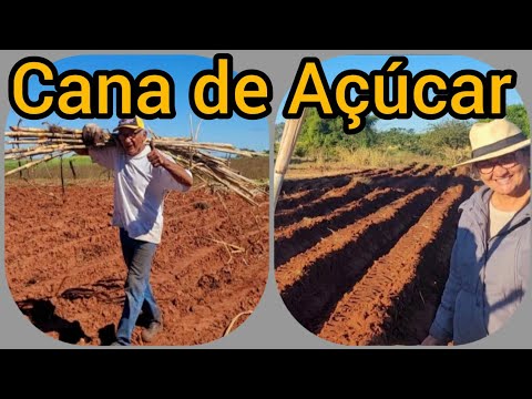 Plantando Cana no Sítio.