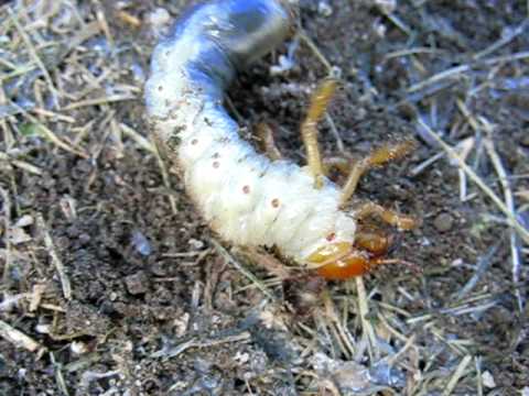 Video: Larva Maybug: foto, përshkrim, si të luftojmë