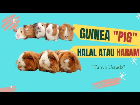 Video: Apa Yang Dimakan Oleh Babi Guinea