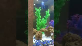 #Aquarium #hyderabad #secunderabad #making # cleaning&maintenance #contact : 9908494450