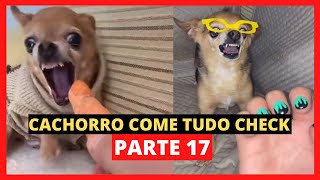 ANIMAIS ENGRAÇADOS MEU CACHORRO COME TUDO CHECK #shorts #viral