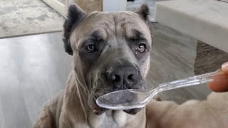 My Dogs Hate The Invisible Food Challenge by Shipley Cane Corso 2,752 views 4 years ago 4 minutes, 2 seconds