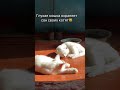 Когда не слышишь, но чувствуешь сердцем — забота с Harly для сладкого сна котят 🐾💛 #Harly233815804