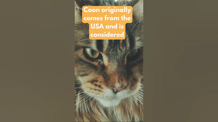 Watch the video about Maine Coon No.1 #shorts