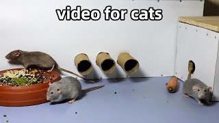 Cat TVRats in The Jerry Mouse HoleCat Game On Screen